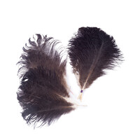 Struisvogel veren, 13 stuks