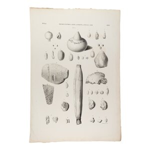 Rijksmuseum van Oudheden Lithograph naturalia