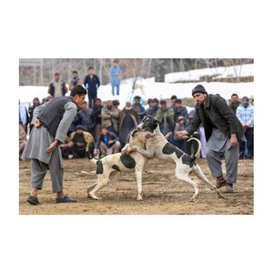 Museum Vlaardingen Hedayat Amid, 'Dogfight'
