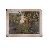 Schoolplaat 'Insecteneters' / 'Zoetwatervisschen' van M.A. Koekoek