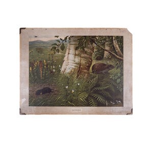 Streekhistorisch Centrum Stadskanaal Schoolplaat 'Insecteneters' / 'Zoetwatervisschen' van M.A. Koekoek