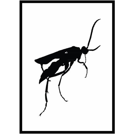 Black white insects poster