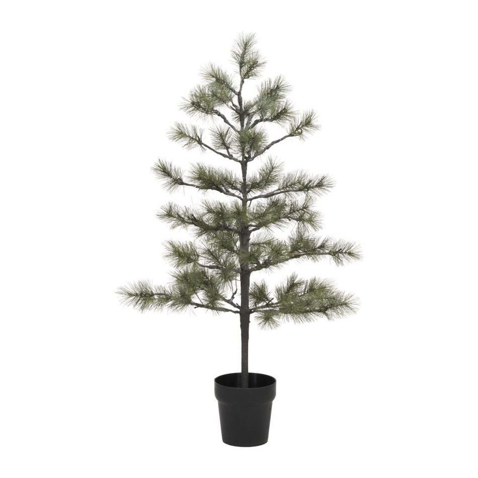 Spar / Kerstboom Peuce - Groen