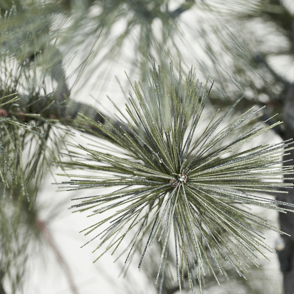 Spar / Kerstboom Peuce - Groen