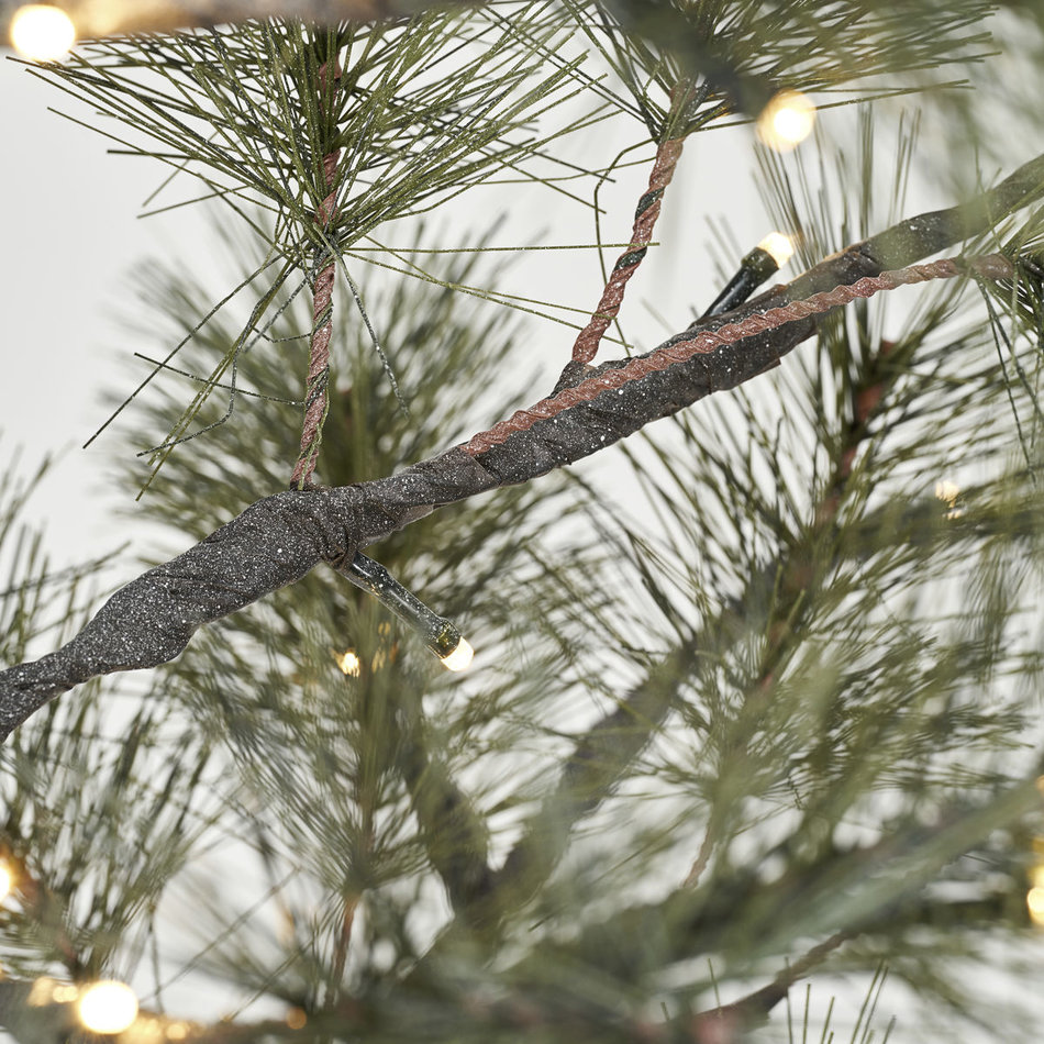 Spar / Kerstboom Peuce - Groen