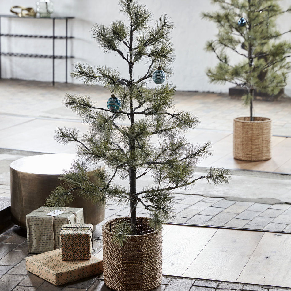 Fir / Christmas Tree Peuce - Green