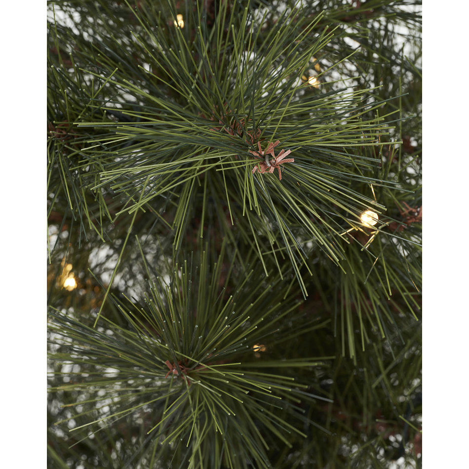 Spar / Kerstboom Pinus - H 60 cm