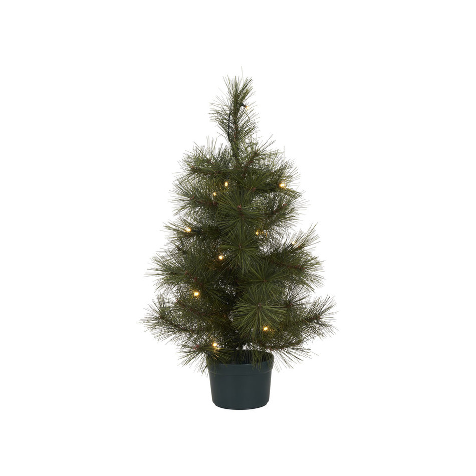 Fir / Christmas Tree Pinus - H 60 cm