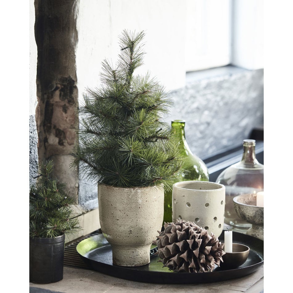 Spar / Kerstboom Pinus - H 60 cm