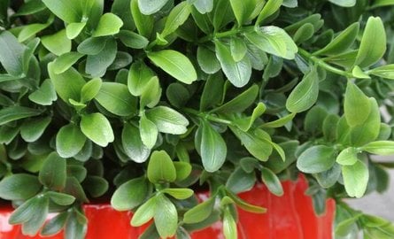 Kunststof buxus