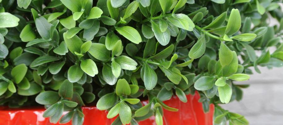 Kunststof buxus Kunststof buxus