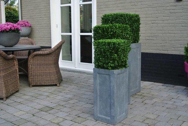 UV Buxus Kubus 30 cm