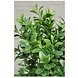 Outdoor Artificial Boxwood 40 cm Ball UV protected Outdoor Artificial Boxwood 40 cm Ball UV protected
