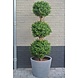UV Kunst Buxus Triobol 175 UV Kunst Buxus Triobol 175