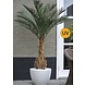 Artificial outdoor Phoenix palm tree170 cm UV protected Artificial outdoor Phoenix palm tree170 cm UV protected