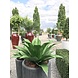 Agave kunst vetplant 50 cm UV Agave kunst vetplant 50 cm UV