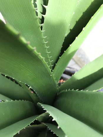 Outdoor Artificial Screwpine plant 140 cm UV protected Outdoor Artificial Screwpine plant 140 cm UV protected