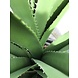 uv design kunstplant Ananas 140 cm uv design kunstplant Ananas 140 cm