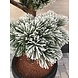 Luxury outdoor artificial Pinus Bonsai tree XL with UV protection Luxury outdoor artificial Pinus Bonsai tree XL with UV protection