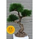 Artificial outdoor Bonsai tree 60 cm UV with 3 levels UV protected Artificial outdoor Bonsai tree 60 cm UV with 3 levels UV protected