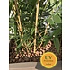 High Artificial outdoor Bamboo plant 120 cm UV-protected High Artificial outdoor Bamboo plant 120 cm UV-protected
