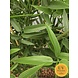 High Artificial outdoor Bamboo plant 120 cm UV-protected High Artificial outdoor Bamboo plant 120 cm UV-protected
