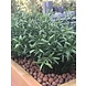 Artificial outdoor Rosemary branch 40 cm UV protected Artificial outdoor Rosemary branch 40 cm UV protected