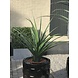 Kunststof Design Plant Pandanus Ananas 90 cm UV Kunststof Design Plant Pandanus Ananas 90 cm UV