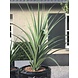 uv design kunstplant Ananas 140 cm uv design kunstplant Ananas 140 cm