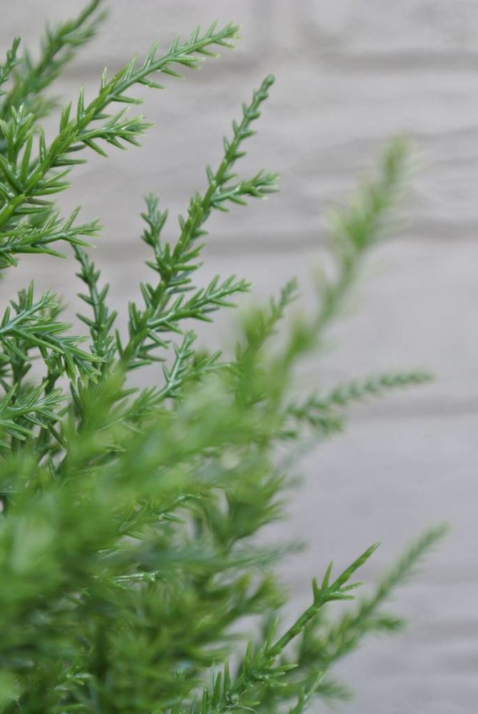 Outdoor Artificial Conifer tree 100 cm UV protected Outdoor Artificial Conifer tree 100 cm UV protected