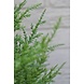 Outdoor Artificial Conifer tree 100 cm UV protected Outdoor Artificial Conifer tree 100 cm UV protected