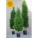 Outdoor Artificial Conifer tree 120 cm UV protection Outdoor Artificial Conifer tree 120 cm UV protection