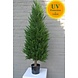 Outdoor Artificial Conifer tree 100 cm UV protected Outdoor Artificial Conifer tree 100 cm UV protected