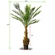 Artificial outdoor Phoenix palm tree170 cm UV protected Artificial outdoor Phoenix palm tree170 cm UV protected