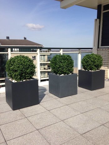 Kunst  Buxus Bol 50 cm UV