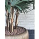 Buitenpalm Rhapis kunststof 110cm UV Buitenpalm Rhapis kunststof 110cm UV