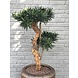 Outdoor Artificial Podocarpus plant on real wood trunk 70 cm with UV Outdoor Artificial Podocarpus plant on real wood trunk 70 cm with UV