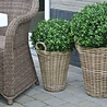 Kunst Buxus Bol 50 cm UV in rotan mand Kunst Buxus Bol 50 cm UV in rotan mand