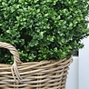 Kunst Buxus Bol 50 cm UV in rotan mand Kunst Buxus Bol 50 cm UV in rotan mand