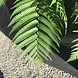 Artificial outdoor Fern bouquet 75 cm UV Artificial outdoor Fern bouquet 75 cm UV