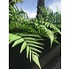 Artificial outdoor Fern bouquet 75 cm UV Artificial outdoor Fern bouquet 75 cm UV