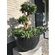 Design Kunstplant Podocarpus 70 cm UV Design Kunstplant Podocarpus 70 cm UV
