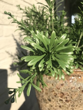 Outdoor Artificial Crossostephium branch 45 cm