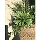 Outdoor Artificial Crossostephium branch 45 cm Outdoor Artificial Crossostephium branch 45 cm