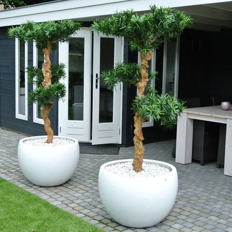 Mooie Kunstboom Podocarpus Bonsai 160 cm uv