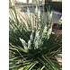 Artificial white Lavender bouquet uv-protected for Outdoor Artificial white Lavender bouquet uv-protected for Outdoor