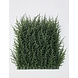 Luxury outdoor artificial Conifer mat x77 tips for wall covering UV protected Luxury outdoor artificial Conifer mat x77 tips for wall covering UV protected