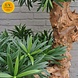 Outdoor Artificial Podocarpus Bonsai tree 160 cm UV protected Outdoor Artificial Podocarpus Bonsai tree 160 cm UV protected