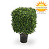 UV Buxus Kubus 30 cm UV Buxus Kubus 30 cm