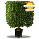 Artificial outdoor Boxwood square 50 cm UV protection Artificial outdoor Boxwood square 50 cm UV protection
